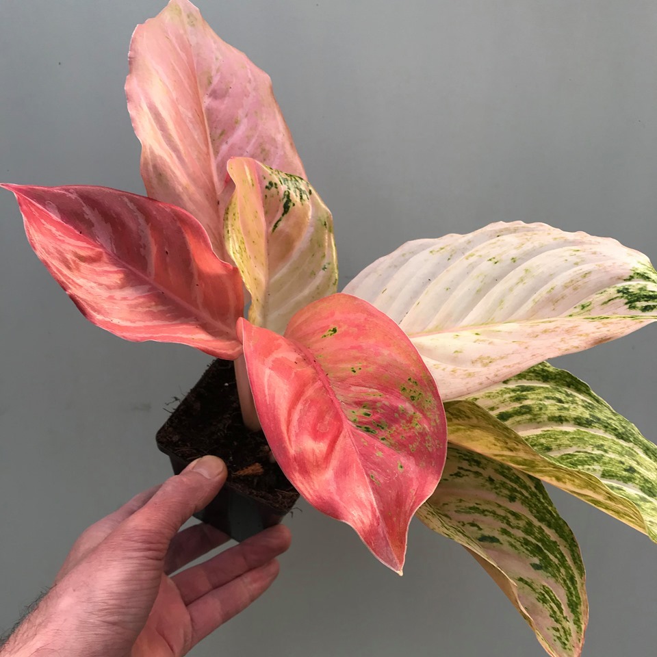  Aglaonema Bidadari  Rarit ten nelumbogarden