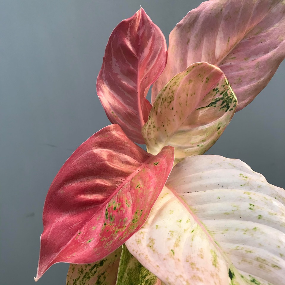  Aglaonema Bidadari  Rarit ten nelumbogarden