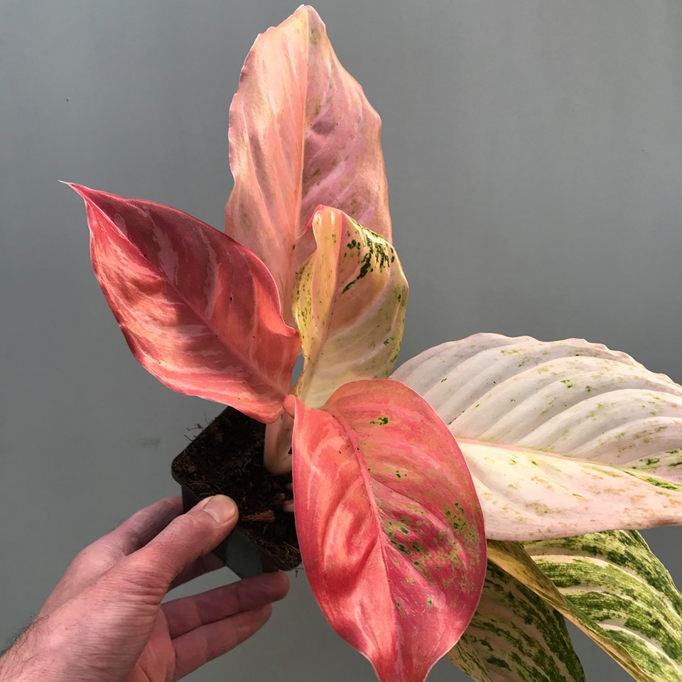  Aglaonema Bidadari  Rarit ten nelumbogarden