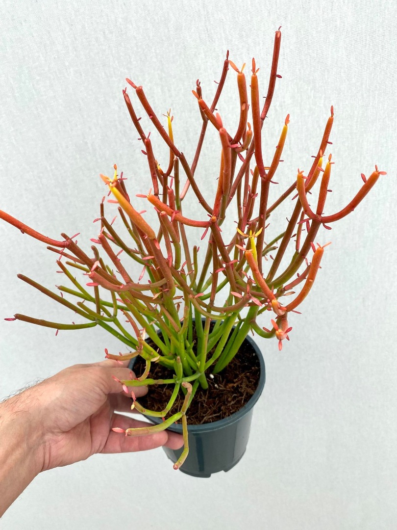 Euphorbia Tirucalli 