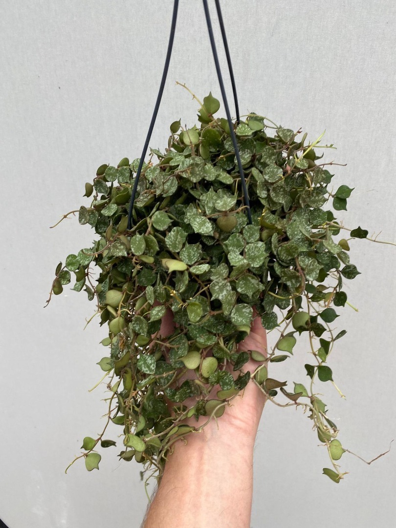 hoya curtisii - spezielle pflanzen - nelumbogarden