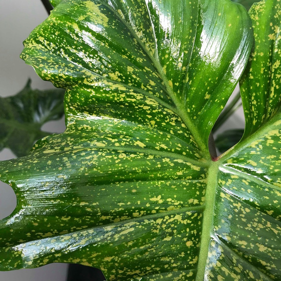 Philodendron "Golden Dragon" Spezielle Pflanzen